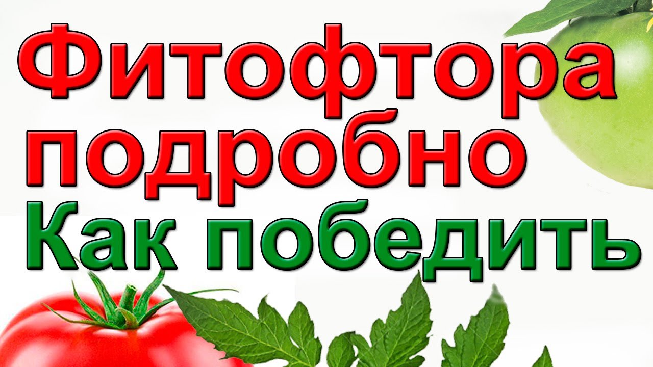 Фитофтора. Как вылечить с гарантией