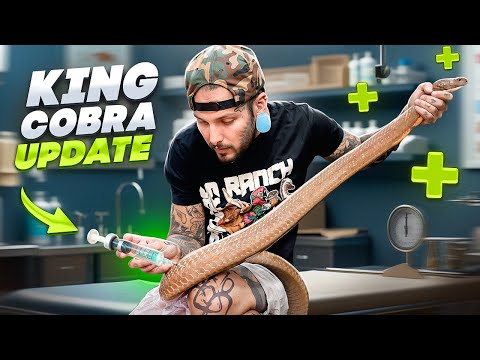 Update on my KING COBRA RUSTY! More problems 🤒