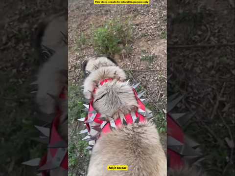 Why owner of this dog use this type of harness #amazingfacts #science #facts #fact #dogs #dog