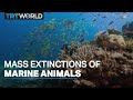 Marine Conservation and Ecosystem Impact