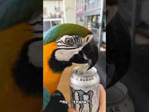 Funny parrot🦜#funny #foryou #parrot #pet