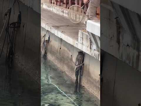 Heartwarming rescue: Man rescues kitten from drowning。