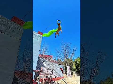 High Power Jump Dog To myself on the road of hard work and struggle Dogs eat better than me series