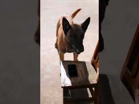 The dog saved the owner's life~#viralshorts