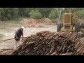 Impact of Climate Change on Forests