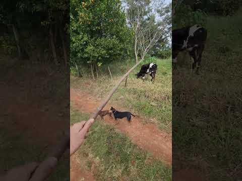 Por isso tem que ter cachorros na roça. #explorar #nature #explore