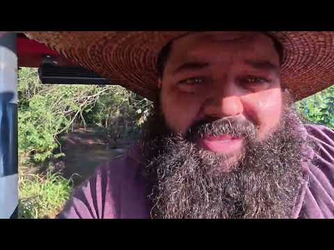Plantando missioneira gigante num canto devarde