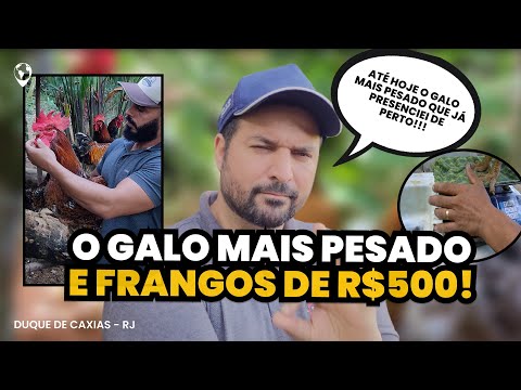 O GALO MAIS PESADO que já vi: Frangos de mais de R$500 e revolução genética da GSB no RJ