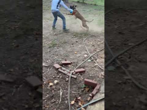 Crazy muzzle fight ?? #bitework #mal #nodogswerehurt