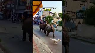 Rare Rhino Street Fight Caught on Camera
