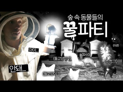숲속에서 꿀벌 키우기 첫날 밤, 야생 동물들이 우르르 몰려왔어요 (ㅠㅠ)