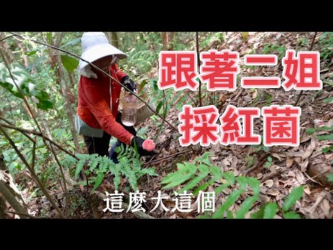 跟着二姐上山採紅菌，路上發現一窩雞蛋。採到不少珍貴的野菌