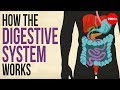 Exploring the Human Digestive System