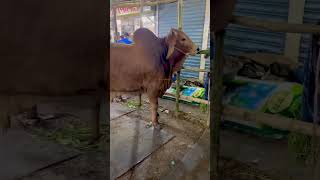 Zinzira Gorur Haat Exclusive || 2025 Qurbani