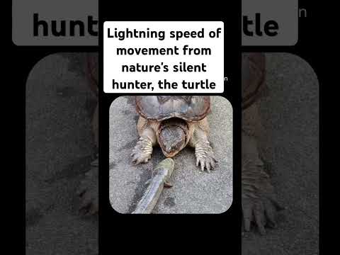 Lightning speed of movement from nature's silent hunter, the turtle #nature #meditation