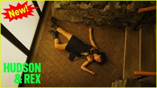 Hudson & Rex New 2024 | Rexpert Witness | Hudson & Rex New Episodes 2024 Full HD