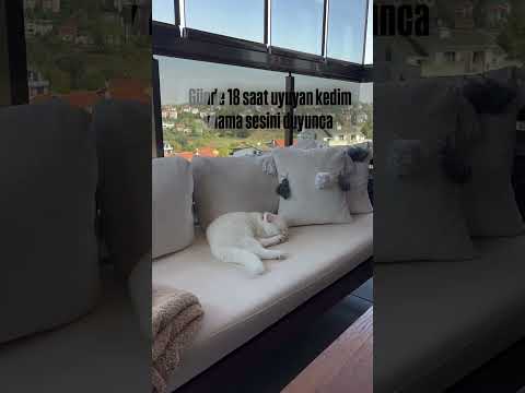 Nasıl kalktı öyle 😻 #cats #cat #catlovers #kedi #catlover 🎥dimielsacoffee