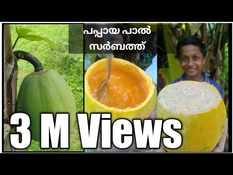 പപ്പായ കൊണ്ട് ഒരടി പൊളി പാൽ സർബത്ത് | Papaya Milk Sarbath Recipe | #shortvideo