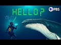 Understanding Whale Communication and AI