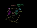 Understanding Organelles
