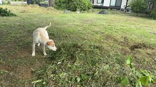 【リアル犬猫保護活動】にゃいるどはーと がライブ配信中！