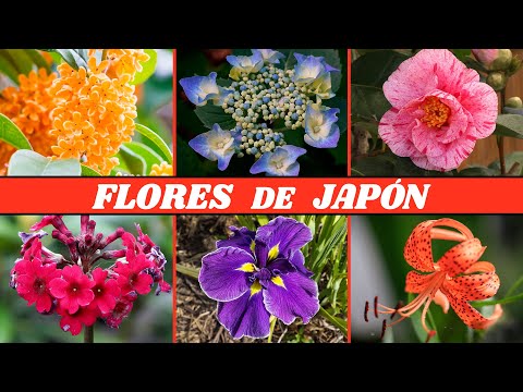 10 FLORES de JAPÓN que VAS A QUERER TENER