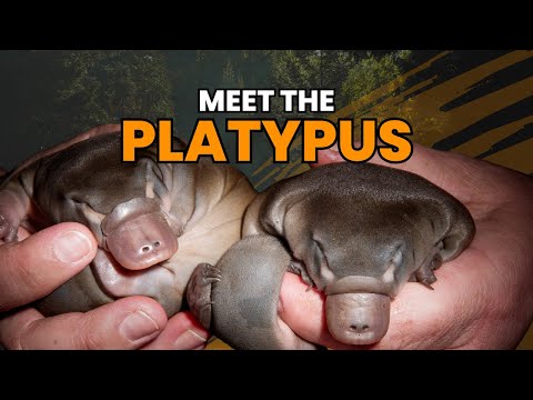 Meet the Platypus: A Rare and Remarkable Creature