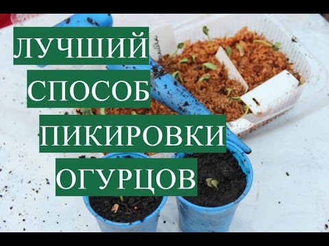 Лучший Способ Пикировки Огурцов. Крепкая Рассада - Богатый Урожай