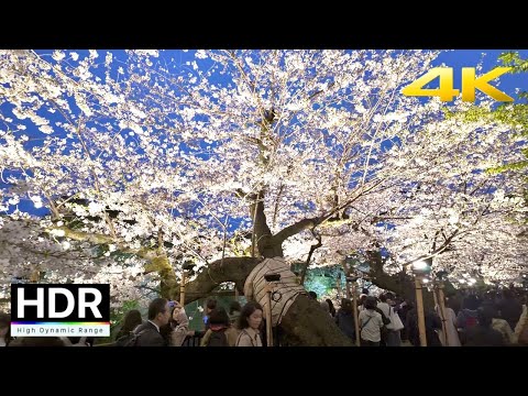 Tokyo Night Cherry Blossoms 2024 - Chidorigafuchi [4K HDR]