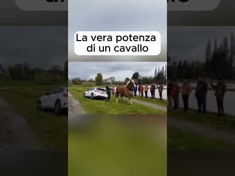 La vera potenza di un cavallo