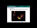 DNA Replication and Complementarity