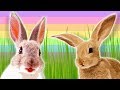 Rabbits: Facts and Features
