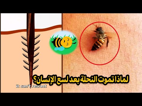 لماذا تموت النحلة بعد لسع الإنسان؟ 🐝 حقائق غريبة عن لسعات النحل!