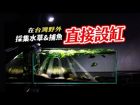 全聯就買的到的水草！Collect aquatic plant & fish in the wild, and set up an outdoor tank!