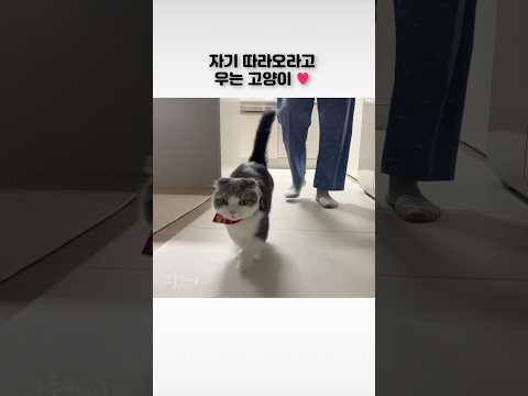 자기 따라오라고 우는 고양이