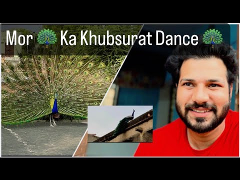 Aapne Kabhi  Mor 🦚 Ka Dance Dekha Hai 🦚 || Actor Sam Singh ||