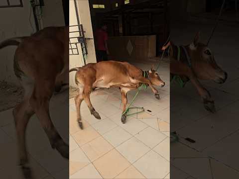 Crazy strong Baladi cow #shorts #shortsfeed #foryou #viralvideo 😱