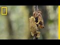Pebble Toads and Evolutionary Insights