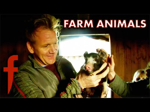 Gordon Raises His Own Farm Animals | The F Word | Gordon Ramsay