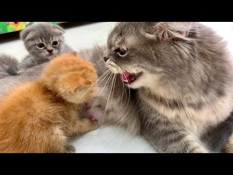 LIVE: Mama cat Joanna meets foster kitten Ginger – Heartwarming first days together! (2021-2022)