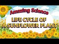 Sunflower Growth and Life Cycle
