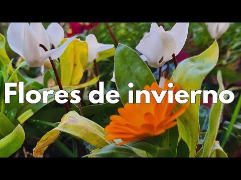 Las FLORES que te alegran el INVIERNO 🏵️