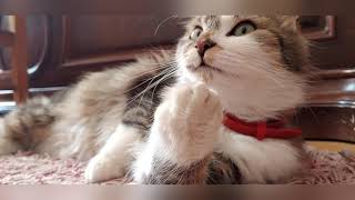 Kitty Niki! human, don't bother