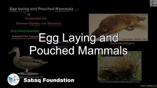 Egg Laying and Pouched Mammals