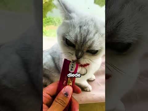 Cicala... Nella Pancia del Gatto?!😱🙀