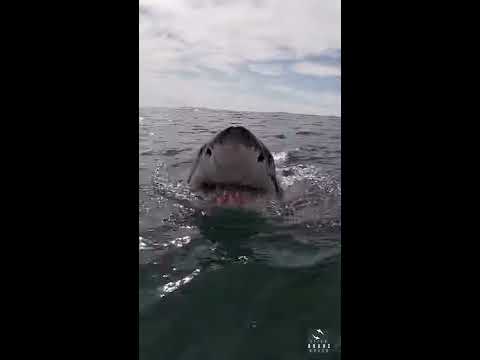 Spy Hopping Great White #shorts