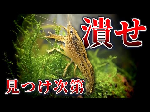 【緊急】このザリガニを見つけたら、すぐに踏みつぶしてください