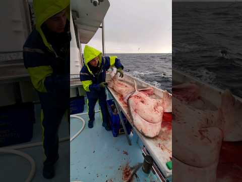 Seven Giller Shark (part 1)| Tasmanian Fishing Life