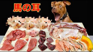眠くなる音!!骨ごと生肉を食べるピットブルの咀嚼音がクセになる