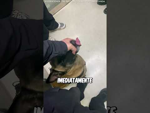 O Policial Segurou A Boca Do Cão No Último Segundo 😨👮‍♂️